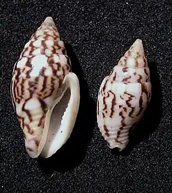 Pyrene obscura