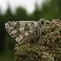Pyrgus alveus