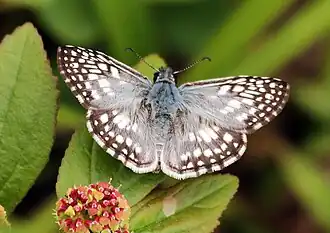 Pyrgus orcus