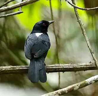 Description de l'image Pyriglena leuconota - White-backed fire-eye.JPG.