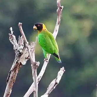 Description de l'image Pyrilia caica - Caica Parrot.JPG.