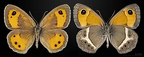 Pyronia bathseba