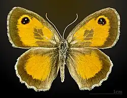 Ocellé de la canche, mâle MHNT