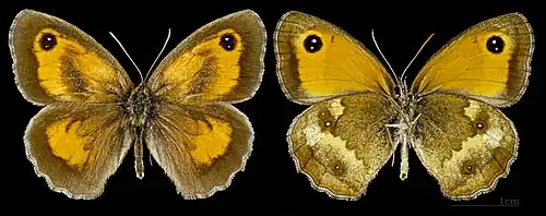 Pyronia tithonus