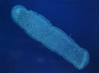 Pyrosoma atlanticum, un tunicier pélagique.