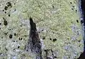 Pyrrhospora quernea