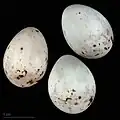 Oeufs de Pyrrhula pyrrhula pileata - Muséum de Toulouse