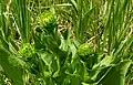 Pyrrocoma crocea, involucre de bractées.
