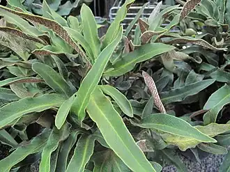 Pyrrosia hastata