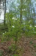 Pyrus pyraster (Pologne)