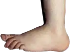 Le « pied de Cupidon » (Cupid's foot), l'empreinte des Monty Python et leur signature dans cette série.