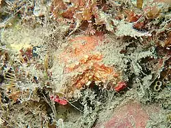 Pyura dura
