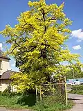 Quercus robur, cultivar Concordia.