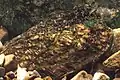 Quadrula cylindrica strigillata
