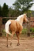 Photographie d'un cheval doré aux crins très clairs vu de dos