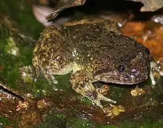 Description de l'image Quasipaa verrucospinosa 61851235 (cropped).jpg.