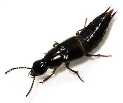 Quedius cinctus.