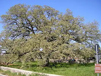 Description de l'image Quercia_vallonea_Tricase_3.JPG.