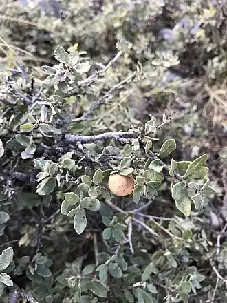 Description de l'image Quercus Intricata.jpg.