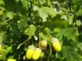 Les glands du chêne pédonculé ont un pédoncule long de 2 à 10&nbsp;cm alors que les feuilles ont un très court pétiole.