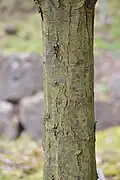 écorce