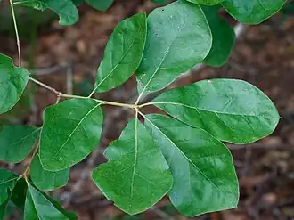 Description de l'image Quercus arkansana.jpg.