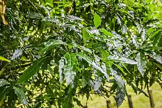 Description de l'image Quercus canbyi x Q. xalapensis in Hackfalls Arboretum (2).jpg.
