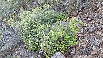 Description de l'image Quercus cedrosensis 32616630.jpg.