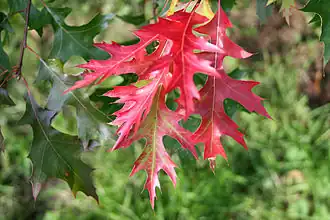 Feuille lobée du chêne écarlate