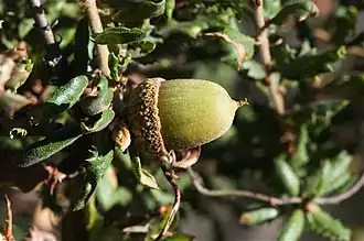 Description de l'image Quercus dumosa.jpg.