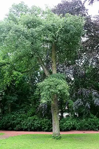 Description de l'image Quercus hispanica Lucombeana JPG1a.jpg.