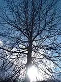 Branches supérieures montantes et branches inférieures descendantes