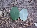 Feuilles, face avant et arrière