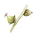 Illustration de fleurs femelles.