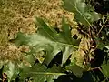 Quercus velutina.
