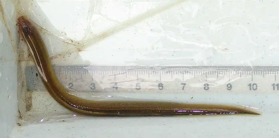 Ammocète de Lamproie de Planer (Lampetra planeri) pêché (de) dans le Sprée, près de Friedersdorf.