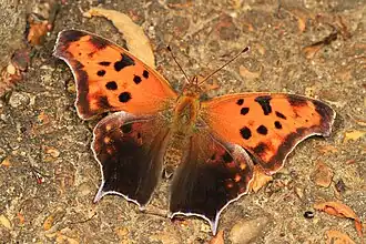 Polygonia interrogationis