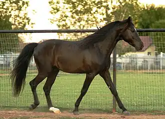 Quick Trigger, étalon Fox-trotter du Missouri de la robe noir réglisse
