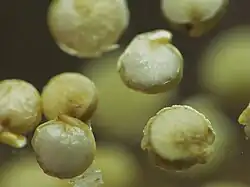 Graines entières