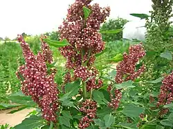 Inflorescence