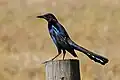 ♂
