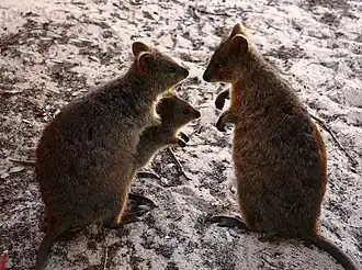 Famille de quokkas.