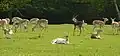 Antilopes cervicapra