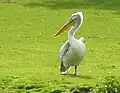Pélican