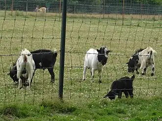 Chèvres naines.