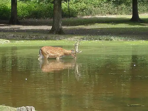 La réserve zoologique de la Haute-Touche en 2008.