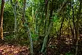 Arbres Durio ?