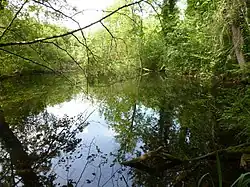 Mare en forêt