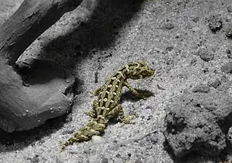 Description de l'image Rübenschwanz-Viperngecko.JPG.