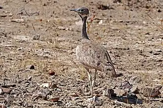Eupodotis rueppellii